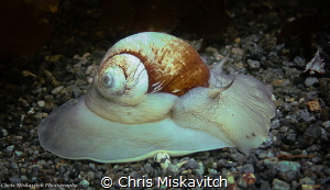 Moon Snail......At full speed! by Chris Miskavitch 